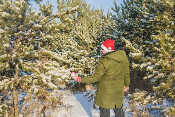Mann Mittleren Alters Schmückt Einen Weihnachtsbaum Und Trägt Rote Weihnachtsmütze — Stockfoto