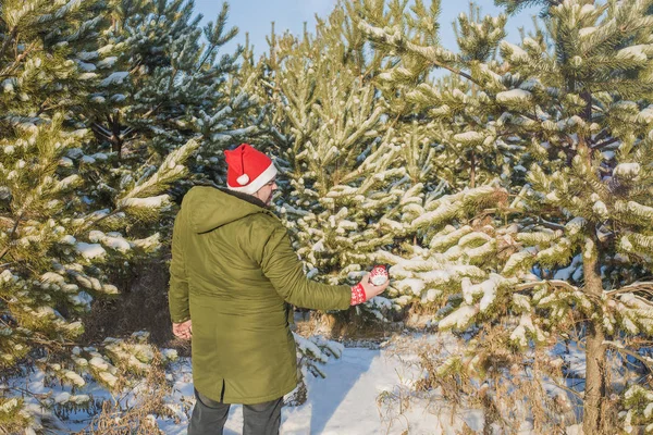 Mann Mittleren Alters Schmückt Einen Weihnachtsbaum Und Trägt Rote Weihnachtsmütze — Stockfoto