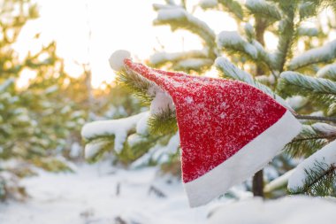 kış tatili, Noel ve yeni yıl. Noel Baba ve Noel ağacı şapka. Kar dalları üzerinde şapka