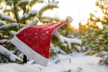 kış tatili, Noel ve yeni yıl. Noel Baba ve Noel ağacı şapka. Kar dalları üzerinde şapka