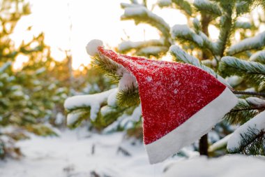 kış tatili, Noel ve yeni yıl. Noel Baba ve Noel ağacı şapka. Kar dalları üzerinde şapka