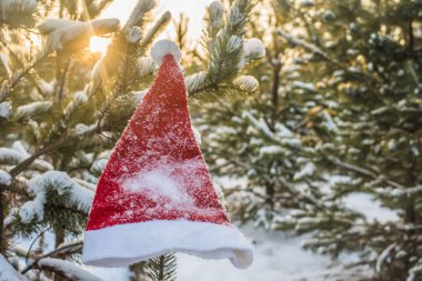 kış tatili, Noel ve yeni yıl. Noel Baba ve Noel ağacı şapka. Kar dalları üzerinde şapka