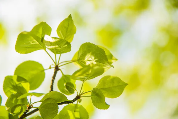 Hermosas Hojas Verdes Sol Brillante Fresh Nuevas Hojas Verdes Que —  Fotos de Stock