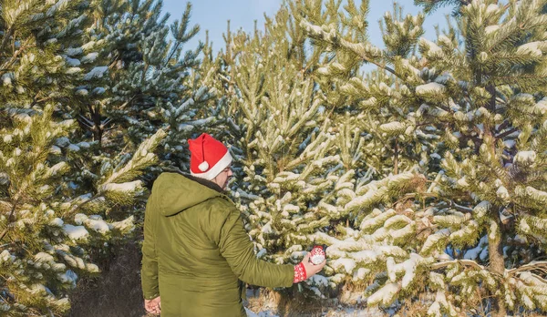 Mann Mittleren Alters Schmückt Einen Weihnachtsbaum Und Trägt Rote Weihnachtsmütze — Stockfoto