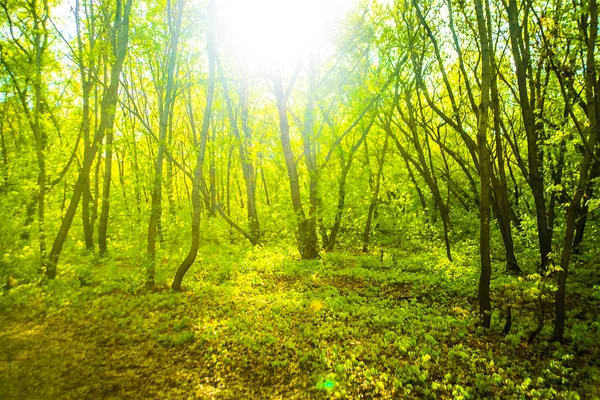 spring Forest with sun light. Green nature abstract spring  background
