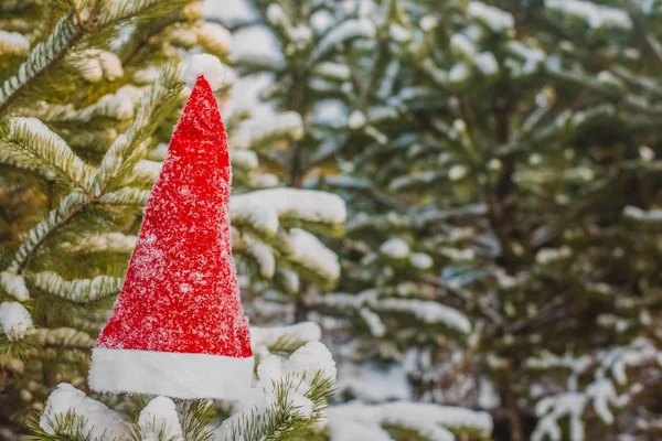kış tatili, Noel ve yeni yıl. Noel Baba ve Noel ağacı şapka. Kar dalları üzerinde şapka
