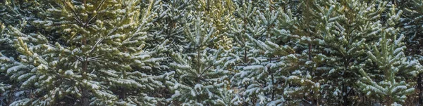 Sneeuw Bedekt Kerst Bos Sneeuw Overdekte Bomen Blauwe Hemel Heldere — Stockfoto