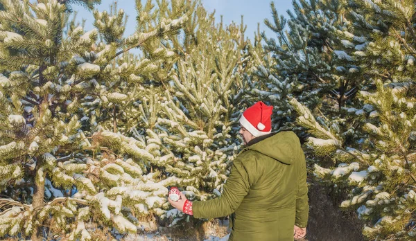 Mann Mittleren Alters Schmückt Einen Weihnachtsbaum Und Trägt Rote Weihnachtsmütze — Stockfoto