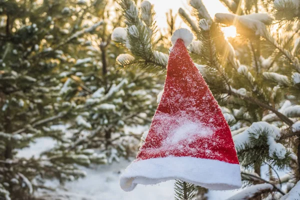 kış tatili, Noel ve yeni yıl. Noel Baba ve Noel ağacı şapka. Kar dalları üzerinde şapka