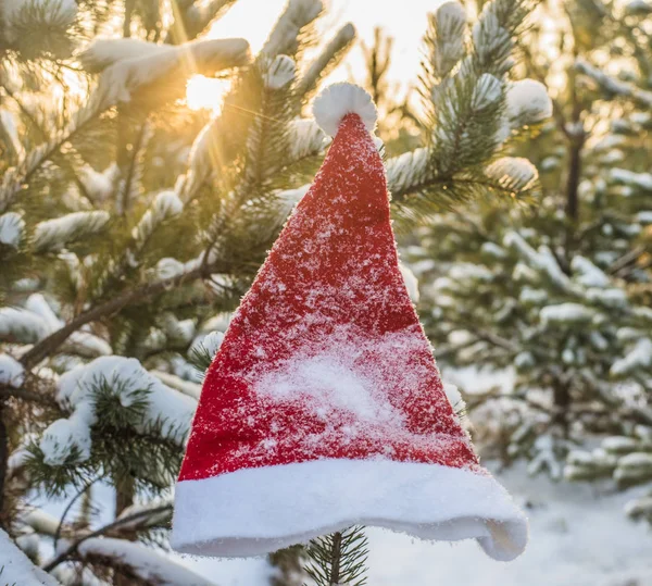kış tatili, Noel ve yeni yıl. Noel Baba ve Noel ağacı şapka. Kar dalları üzerinde şapka