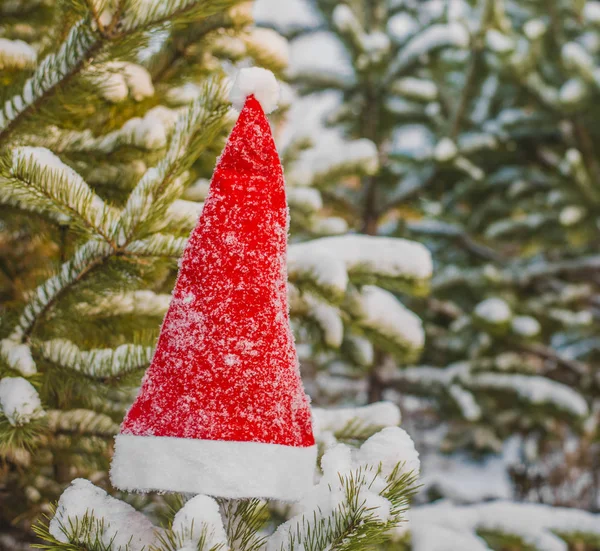 kış tatili, Noel ve yeni yıl. Noel Baba ve Noel ağacı şapka. Kar dalları üzerinde şapka