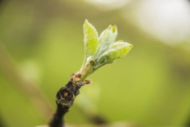 Taze bahar çimlenme yaprakları çiçek açması dal 