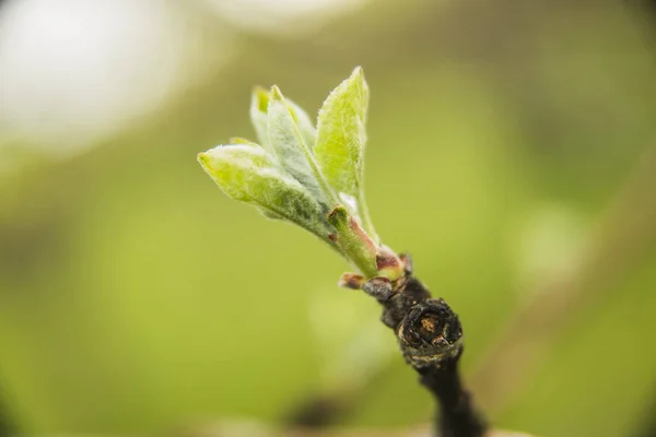 Fresh spring sprouting leaves on blossoming twig