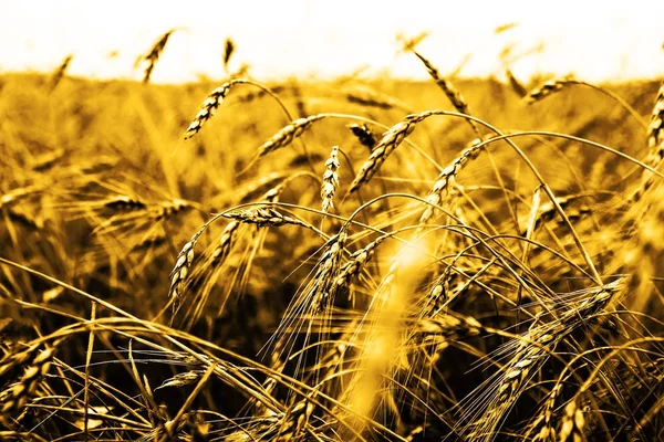 Buğday Kulaklarını Günbatımı Günbatımı Manzara — Stok fotoğraf