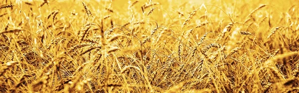 Wheat Ears Sunset Landscape Sunset — Stock Photo, Image