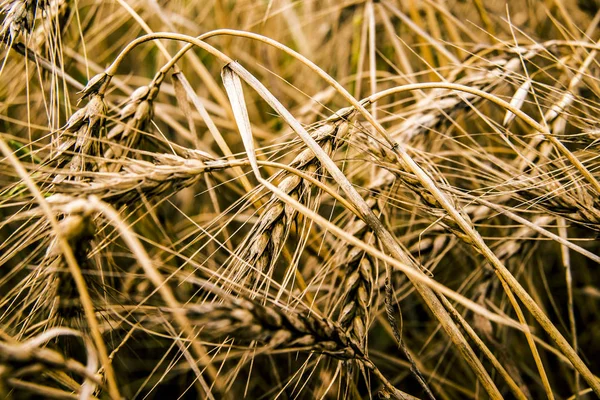 Пшеничные Уши Закате Пейзаж Закате — стоковое фото