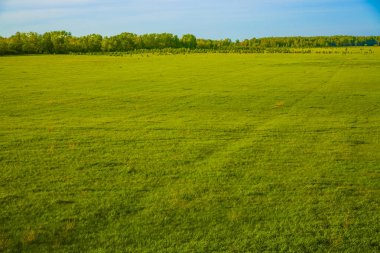 doğa arka plan. Bahar, yatay, yeşil çayır ve bahar orman 