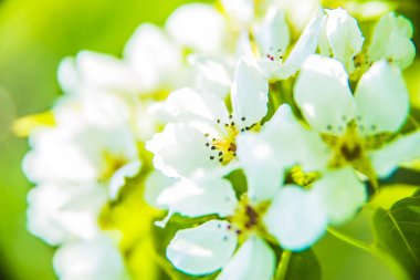 Bahar doğa arka planını çiçekler ile güzel taze elma ağacı dalı 