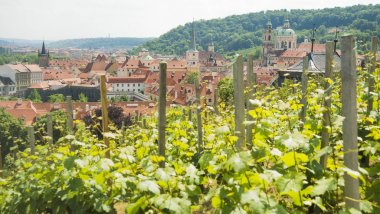Prag Kalesi 'nin eski bölümünün panoraması. Önünde üzüm bağları var. Eski kasaba mimarisi, Çek Cumhuriyeti.