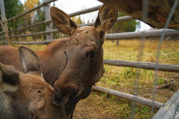 Bruin Elks Kauwen Door Een Houten Omheining — Stockfoto