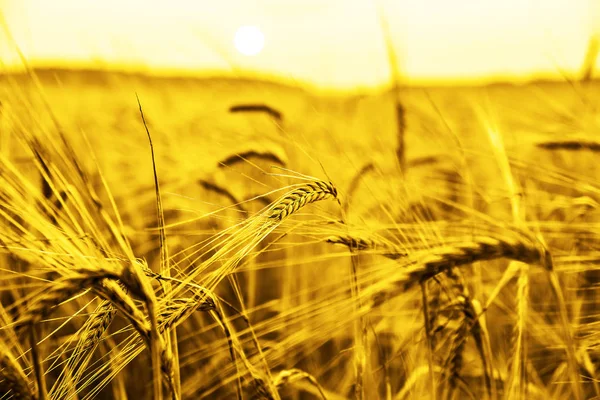 Buğday Kulaklarını Günbatımı Günbatımı Manzara — Stok fotoğraf
