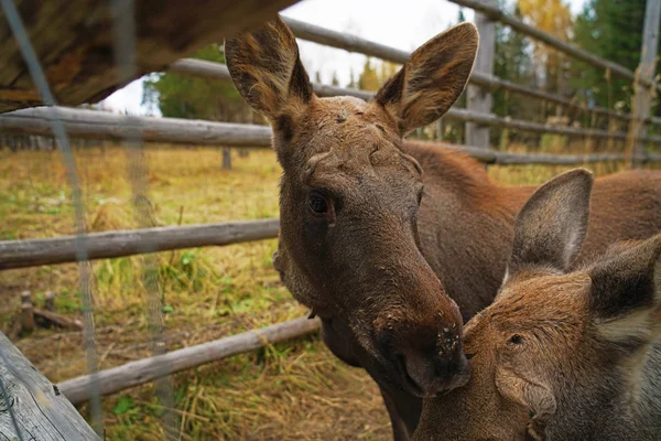 Brown Elks Chewing Wooden Fence — Stock Photo, Image