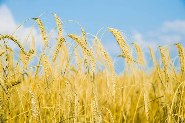 Пшеничные Уши Над Голубым Небом Пейзаж Закате — стоковое фото