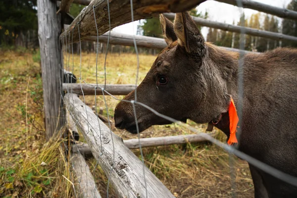 Bruin Elk Kauwen Door Een Houten Omheining — Stockfoto