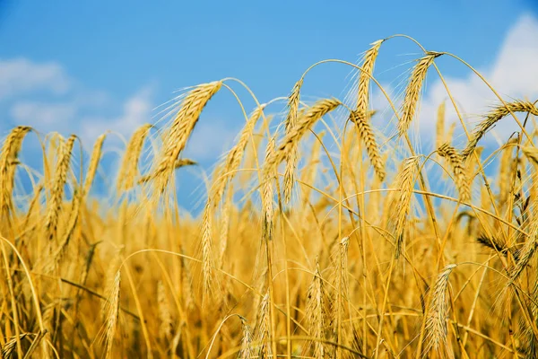 Spighe Grano Sopra Cielo Blu Paesaggio Tramonto — Foto Stock