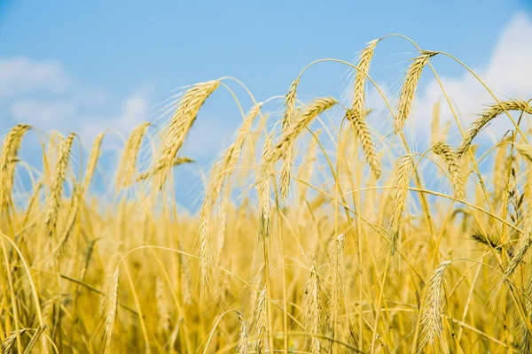 Пшеничні Вуха Над Блакитним Небом Краєвид Заході Сонця — стокове фото