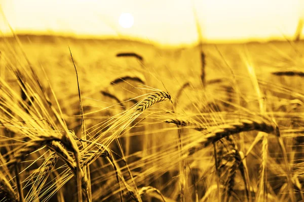 Wheat Ears Sunset Landscape Sunset — Stock Photo, Image