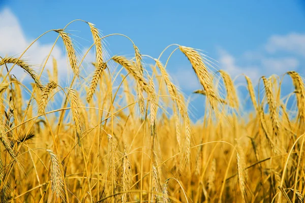 Tarwe Oren Blauwe Hemel Landschap Bij Zonsondergang — Stockfoto