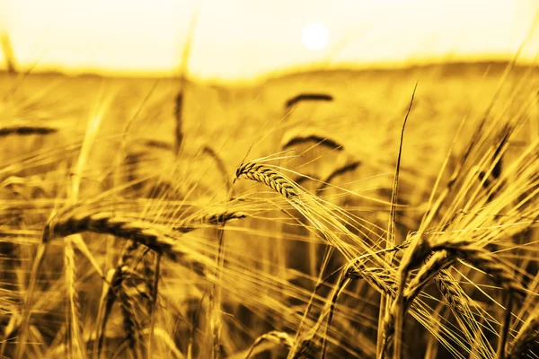 Wheat Ears Sunset Landscape Sunset — Stock Photo, Image