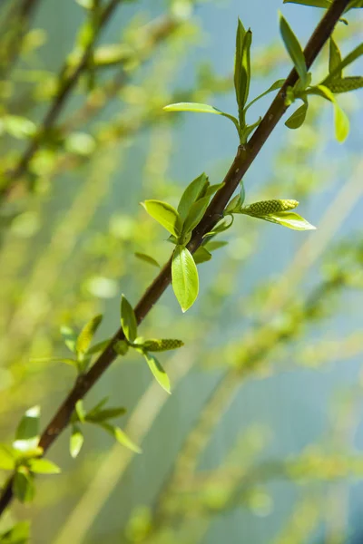 Green Buds Branches Spring Nature Blooming Spring Time Bokeh Light Royalty Free Stock Photos
