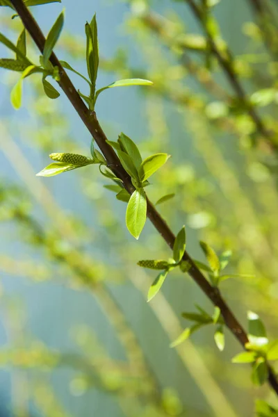 Green Buds Branches Spring Nature Blooming Spring Time Bokeh Light Royalty Free Stock Images