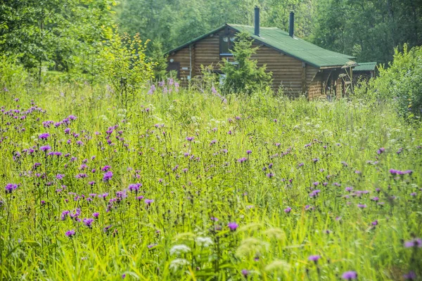 Hermosa Casa Madera Natural Con Hierba Violeta Púrpura Flor Hijo — Foto de Stock