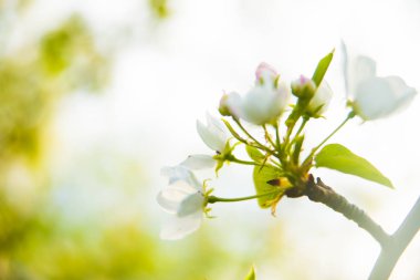 Bahar doğa arka planını çiçekler ile güzel taze elma ağacı dalı 