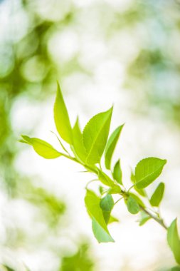  yeşil yaprakları. Yeşil yaprakların doğa görünümü kapatın