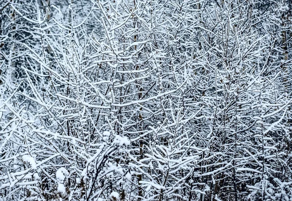 Bosque Navidad Cubierto Nieve Árboles Cubiertos Nieve Cielo Azul Paisaje — Foto de Stock
