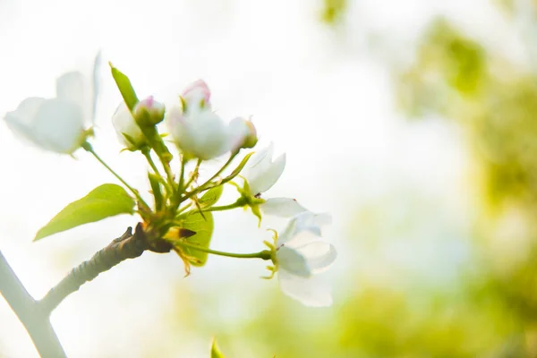 Primavera Natureza Fundo Belo Ramo Árvore Maçã Fresca Com Flores — Fotografia de Stock