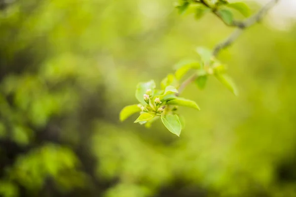 Fresh Spring Sprouting Leaves Twig — Stock Photo, Image