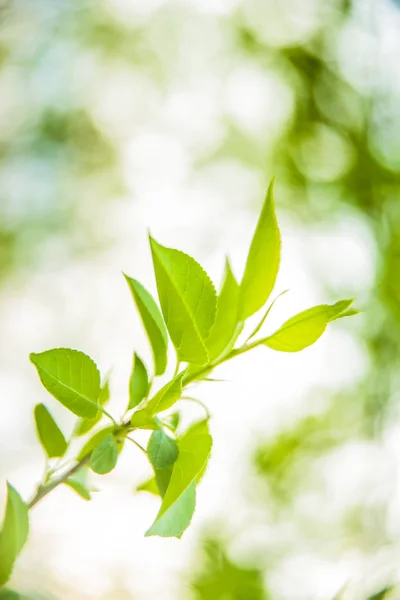 Folhas Verdes Close Vista Natureza Folhas Verdes — Fotografia de Stock