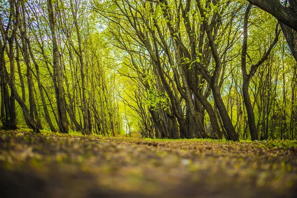 Foresta Primaverile Con Luce Solare Verde Natura Astratto Primavera Sfondo — Foto Stock