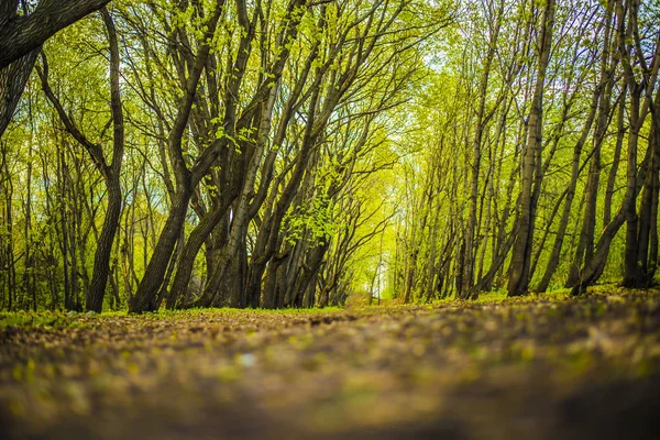 Foresta Primaverile Con Luce Solare Verde Natura Astratto Primavera Sfondo — Foto Stock
