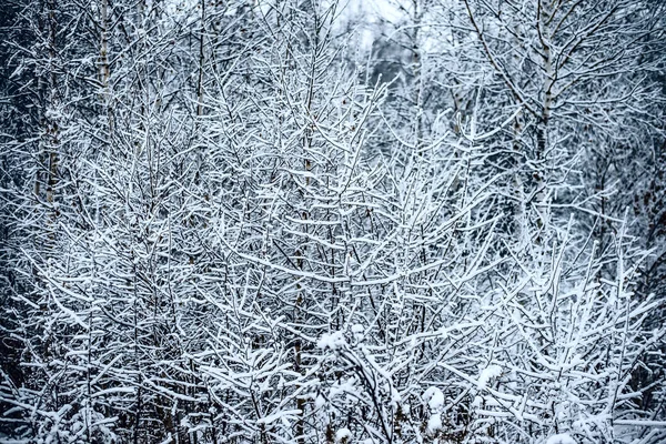 Neve Cobriu Floresta Natal Neve Coberto Árvores Céu Azul Paisagem — Fotografia de Stock