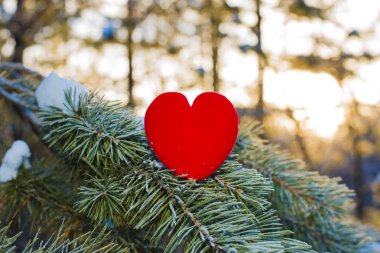 köknar ağacı arka plan üzerinde kırmızı bir kalp. Sevgililer günün kutlu olsun. kış orman arka plan. 