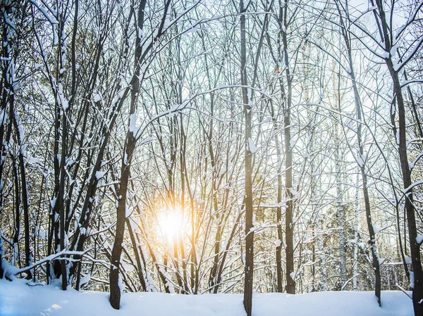 Foresta Natale Innevata Alberi Innevati Cielo Azzurro Luminoso Paesaggio Invernale — Foto Stock