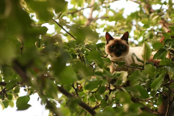 Hide and seek with a baby cat on a tree. cat  on the tree  hunting in summer