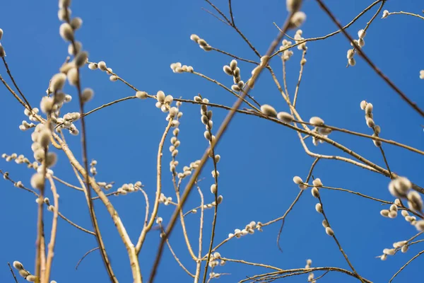 Träd Bruncher Med Tjock Fluffig Härlig Knoppar Blå Himmel Bakgrund — Stockfoto