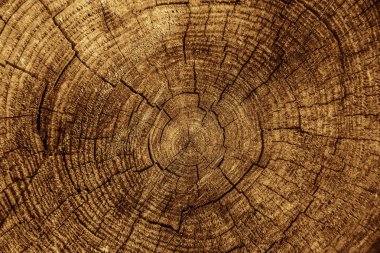 y ahşap doku düz yüzeyli. Büyük bir ağaç kütüğü yüzük ve çatlaklar ile yakından.